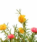 بذر گل ناز - Image 2